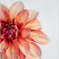 A close up of a red flower photo