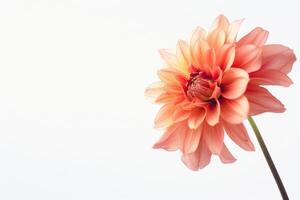 A single orange flower is shown against a white background photo
