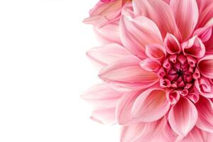 Pink dahlia flower on white background photo