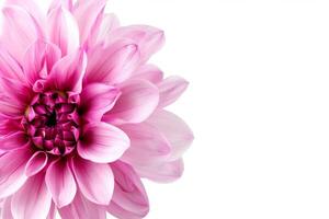 A pink flower is shown in front of a white background photo