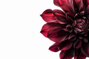 A large red flower is shown on a white background photo