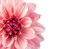 A pink flower is shown in the center of the frame photo