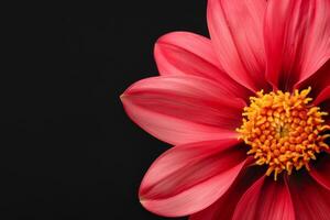 A red flower with yellow center on a black background photo