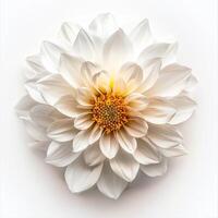 White dahlia flower on white background photo