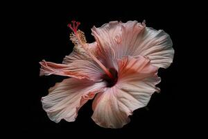 A pink hibiscus flower is shown against a black background photo