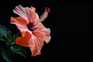A single orange hibiscus flower is shown against a black background photo