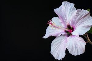 A single pink hibiscus flower is shown against a black background photo