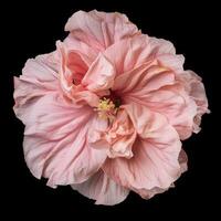 A pink hibiscus flower is shown on a black background photo