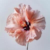 A single pink hibiscus flower on a white background photo