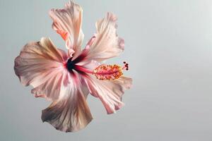 A single pink hibiscus flower is shown against a gray background photo