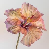 A large flower with a yellow center and pink petals photo
