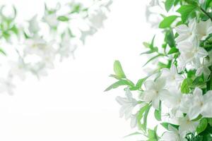 White jasmine flowers on a white background photo