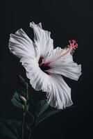White hibiscus flower on black background photo