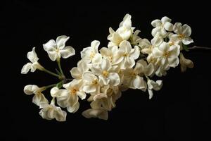 White flowers on a branch against a black background photo