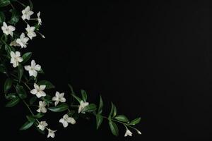 White jasmine flowers on black background photo