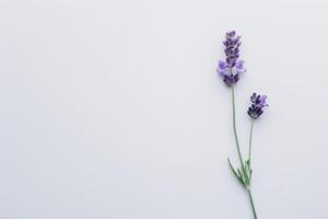 Lavender flowers on white background photo