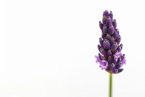 Lavender flower on white background photo