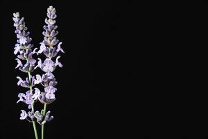 Lavender flowers on a black background photo