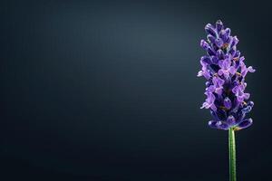 Lavender flower on dark background photo