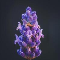 A lavender flower is shown against a dark background photo