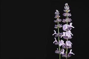 Lavender flowers on a black background photo
