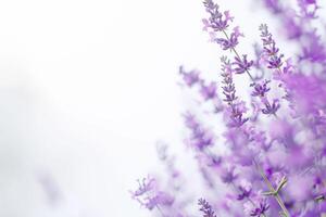 Lavender flowers on a white background photo