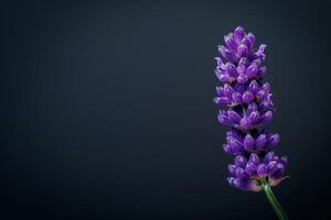 Lavender flower on black background photo