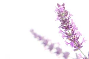 Lavender flowers on a white background photo