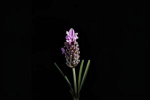 Lavender flower on black background photo