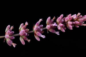 A pink flower with small buds on a stem photo