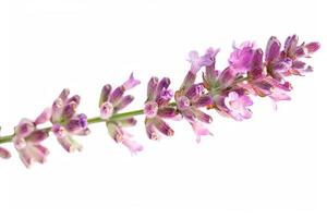 Lavender flower on white background photo
