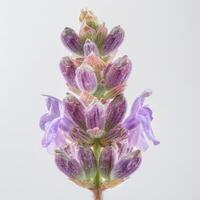 A lavender flower is shown against a white background photo