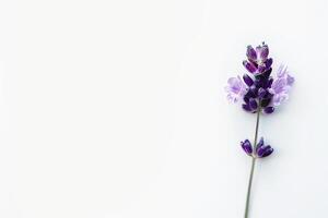 Lavender flower on white background photo