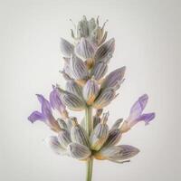 A lavender flower is shown in front of a white background photo