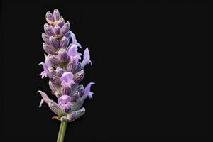 Lavender flower on a black background photo
