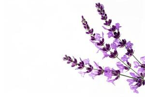 Lavender flowers on a white background photo