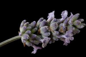 A close up of a lavender flower photo