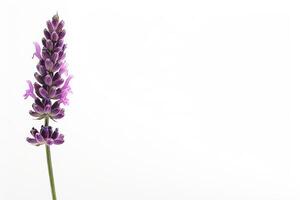 Lavender flower on white background photo