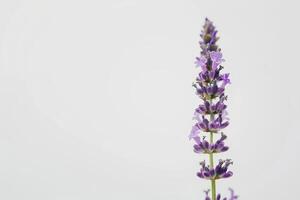 Lavender flower on white background photo