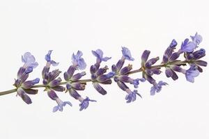 Lavender flowers on a white background photo