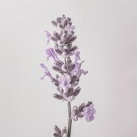 A lavender plant is shown in a white background photo