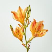 Orange lily flowers on a white background photo