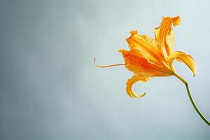 Orange lily on a blue background photo