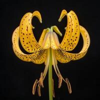 A yellow tiger lily with spots on it photo
