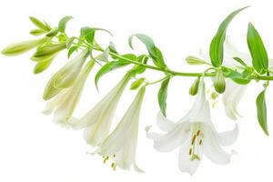 White lily flowers on a white background photo
