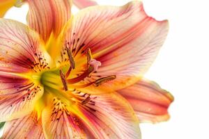 A close up of a flower with yellow and pink petals photo
