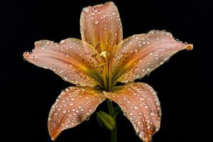 A single orange lily with water droplets on it photo
