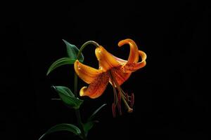 A single orange lily on a black background photo