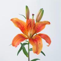 Orange lily on white background photo