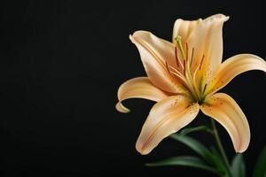 Orange lily on black background photo